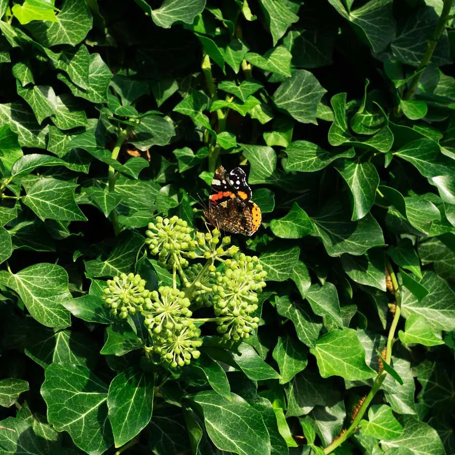 GRÜNER HELD: HEDERA REICHERT DIE BIODIVERSITÄT