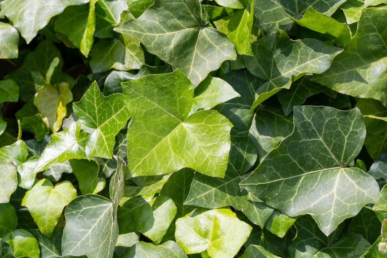 GRÜN, GLÄNZEND UND FANTASTISCH: ENTDECKEN SIE DIE WUNDERBARE WELT VON HEDERA!
