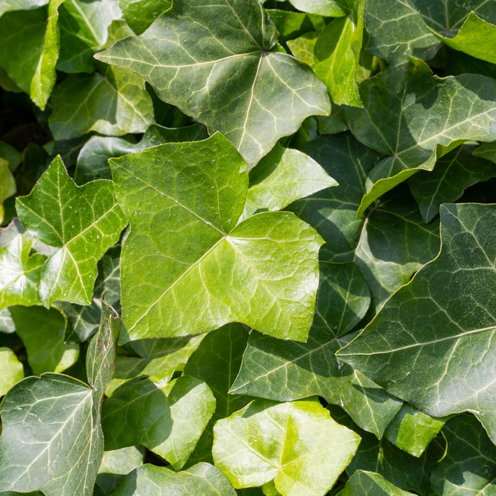 GRÜN, GLÄNZEND UND FANTASTISCH: ENTDECKEN SIE DIE WUNDERBARE WELT VON HEDERA!