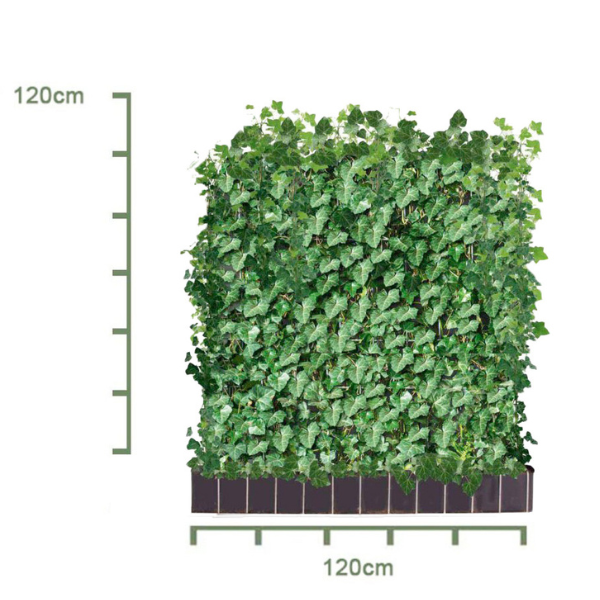 Efeu Hecke