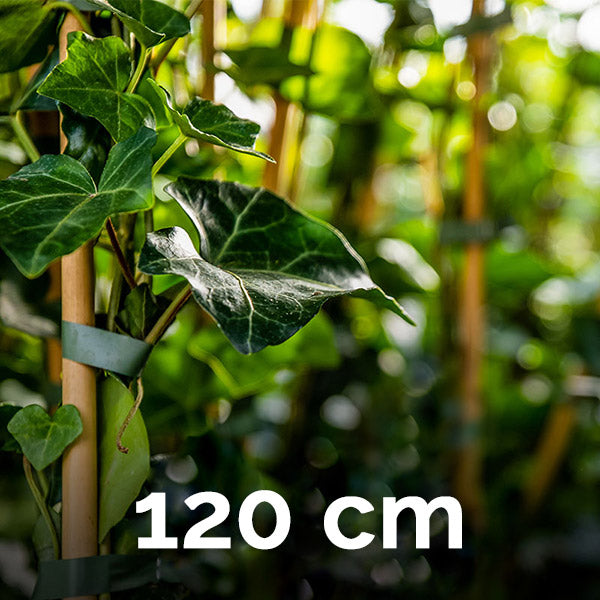 Hedera Helix 120 cm (kleinblättrig)
