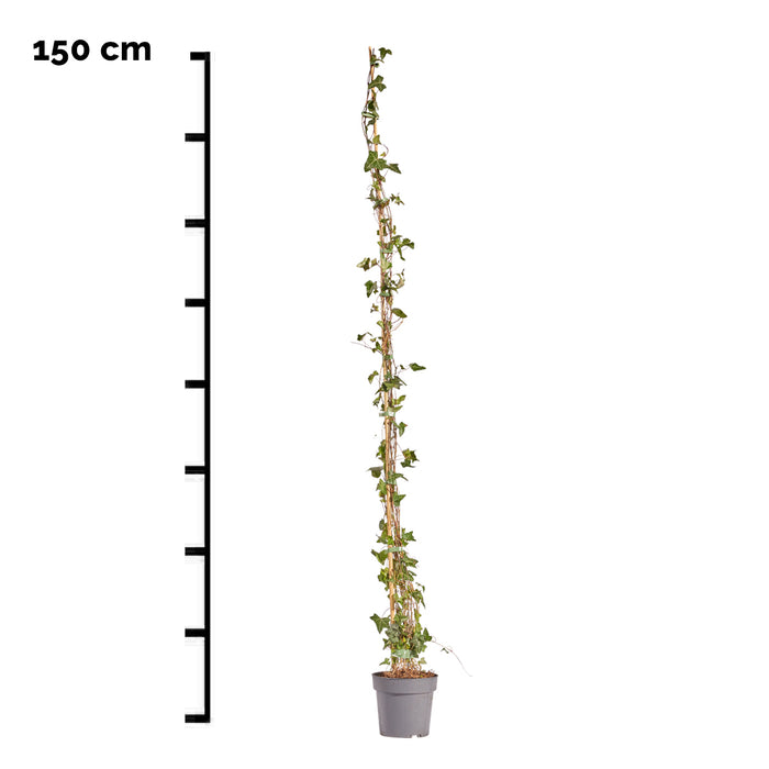 Hedera Helix 150 cm (kleinblättrig)