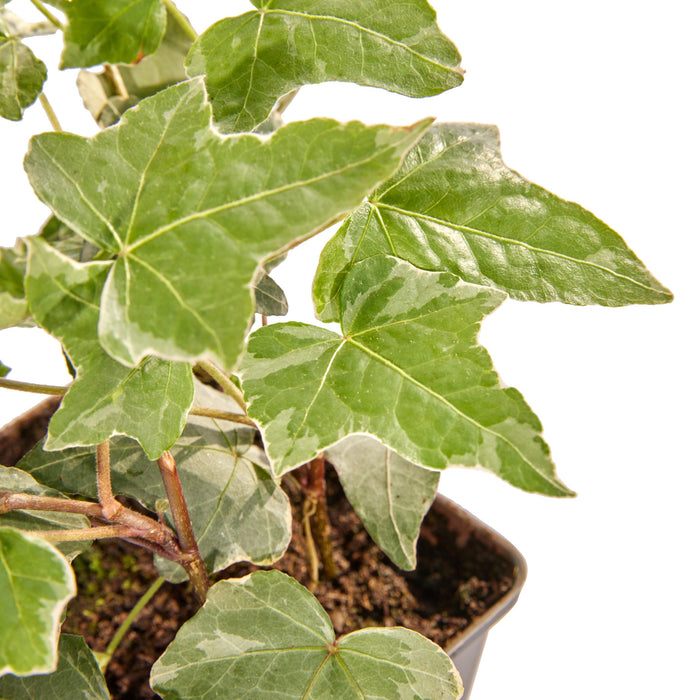 Hedge to Go Hedera Helix Glacier 90 cm (weiß gefärbt)