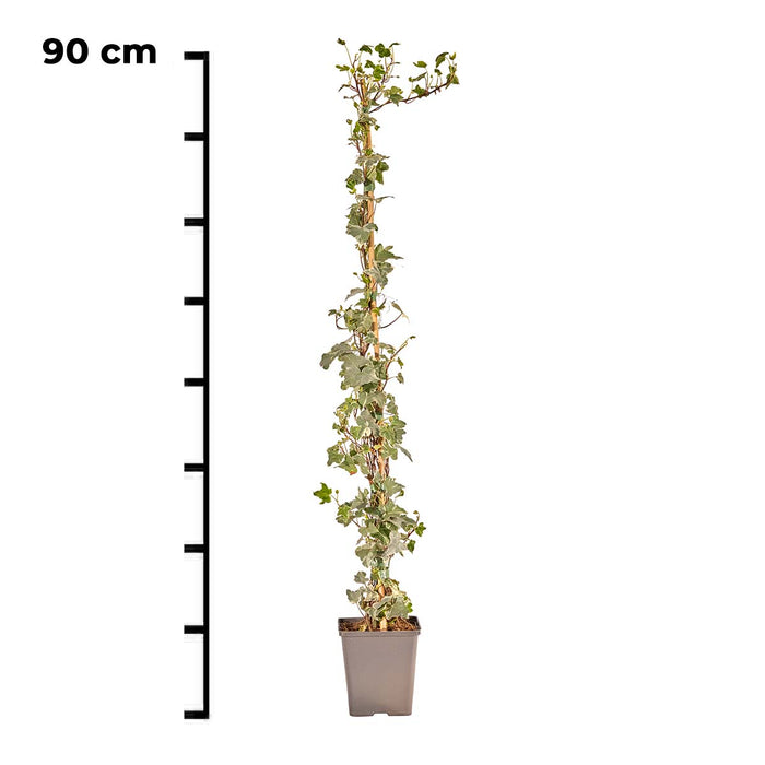 Hedge to Go Hedera Helix Glacier 90 cm (weiß gefärbt)