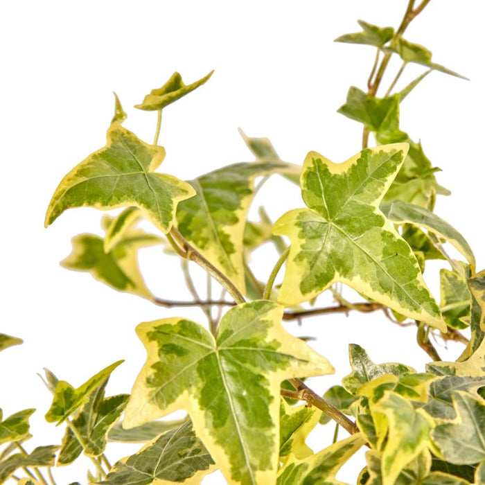 Hedge to Go Hedera Helix Goldchild 90 cm (gelb gefärbt)