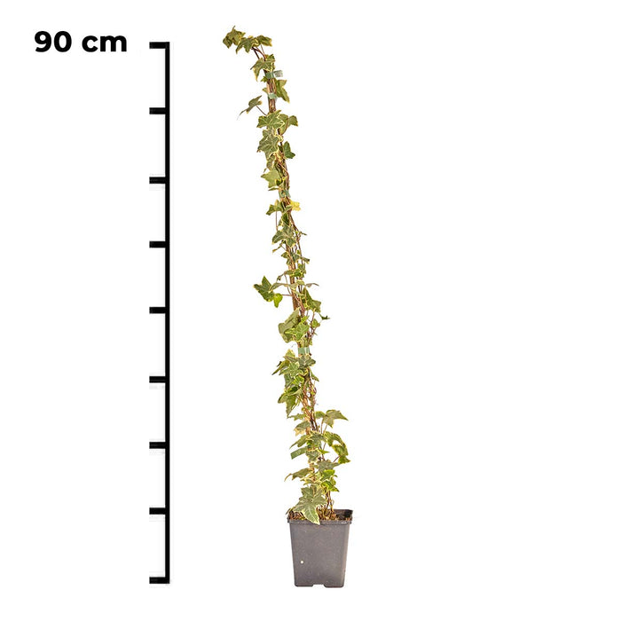 Hedge to Go Hedera Helix Goldchild 90 cm (gelb gefärbt)