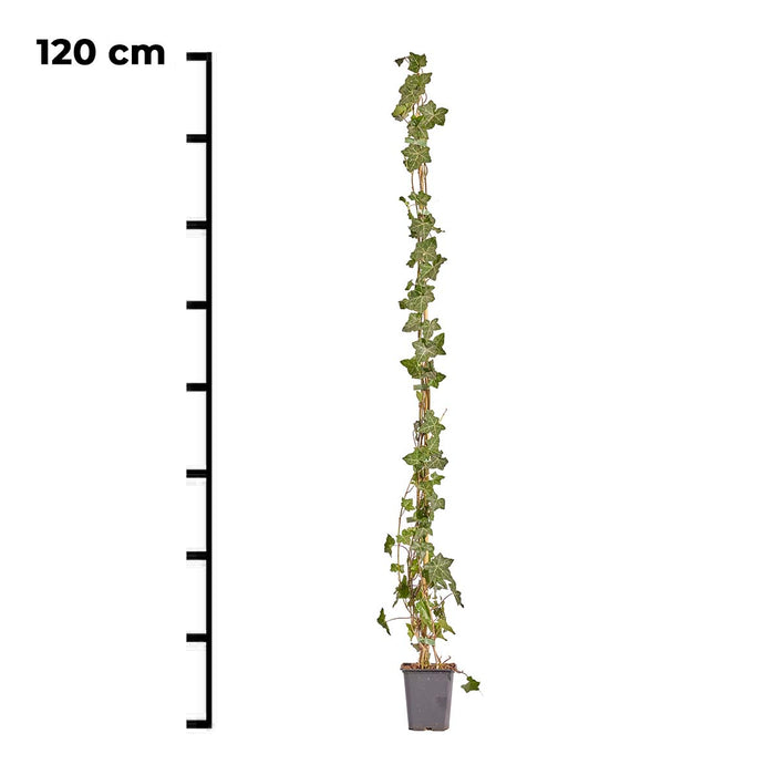 Hedera Helix 120 cm (kleinblättrig)
