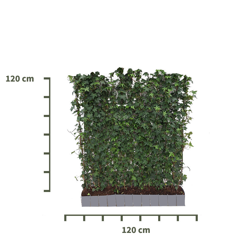 Efeu Hecke Helix 120 cm