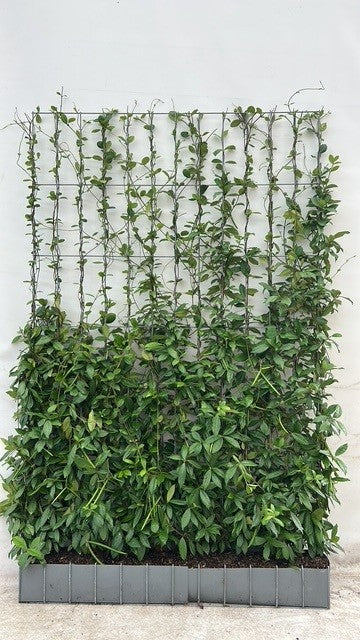 Fertige Hecke Toskanischer Jasmin (Trachelospermum jasminoides) 120 x 180
