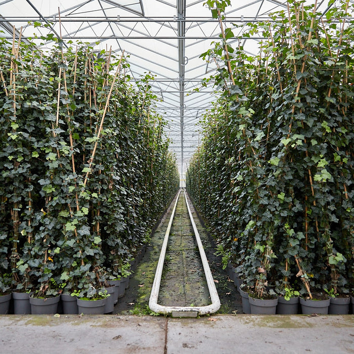 Hedge to Go Hedera Helix Glacier 90 cm (weiß gefärbt)