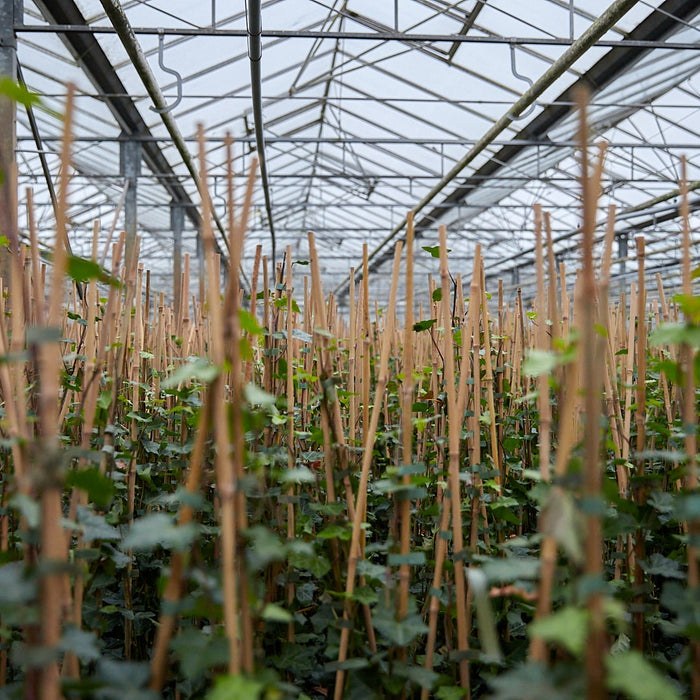 Hedge to Go Hedera Helix Glacier 90 cm (weiß gefärbt)
