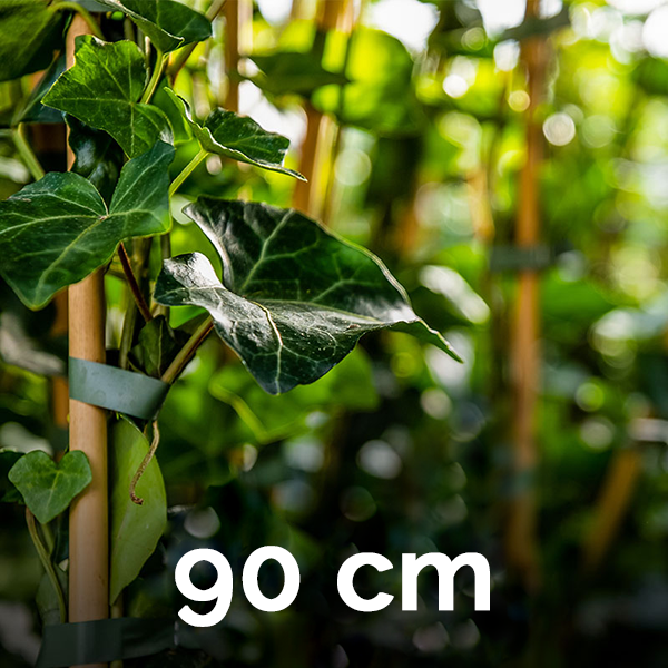 Hedge to Go Hedera Helix Glacier 90 cm (weiß gefärbt)