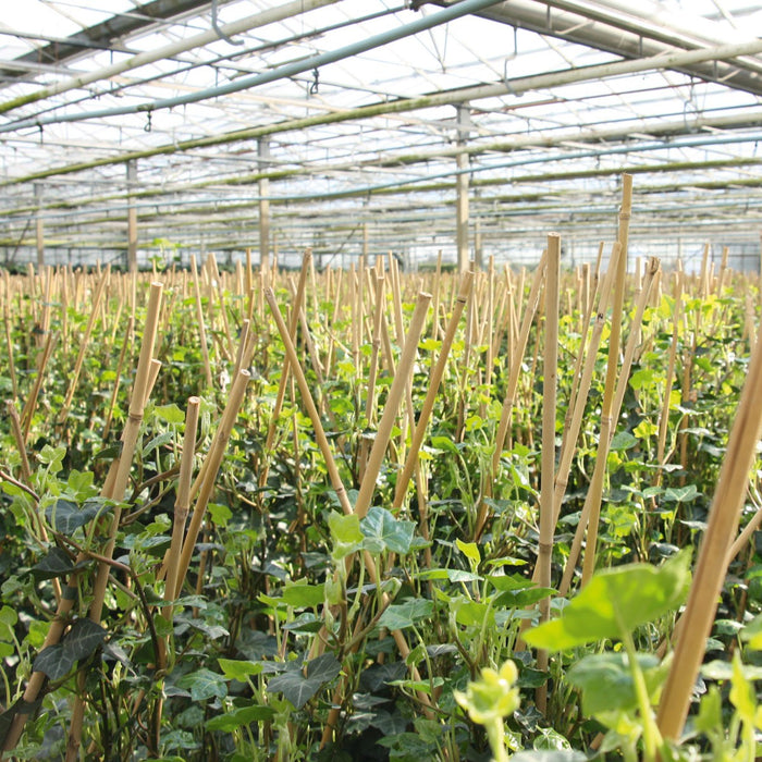 Hedge to Go Hedera Helix Glacier 90 cm (weiß gefärbt)