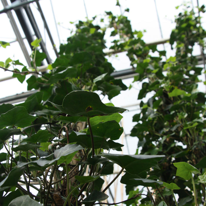 Hedge to Go Hedera Helix Goldchild 90 cm (gelb gefärbt)