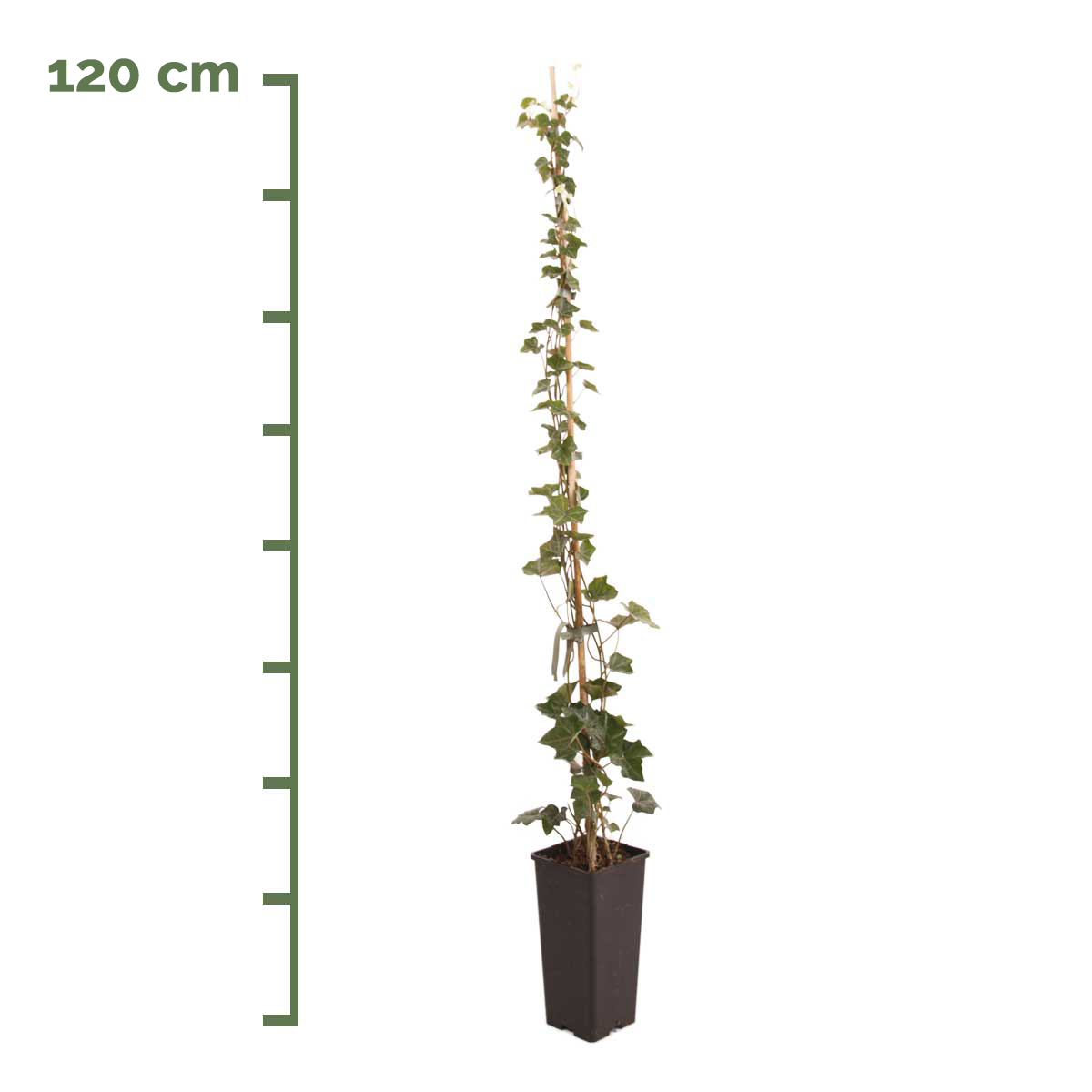 Efeu 120 cm im Topf Hibernica