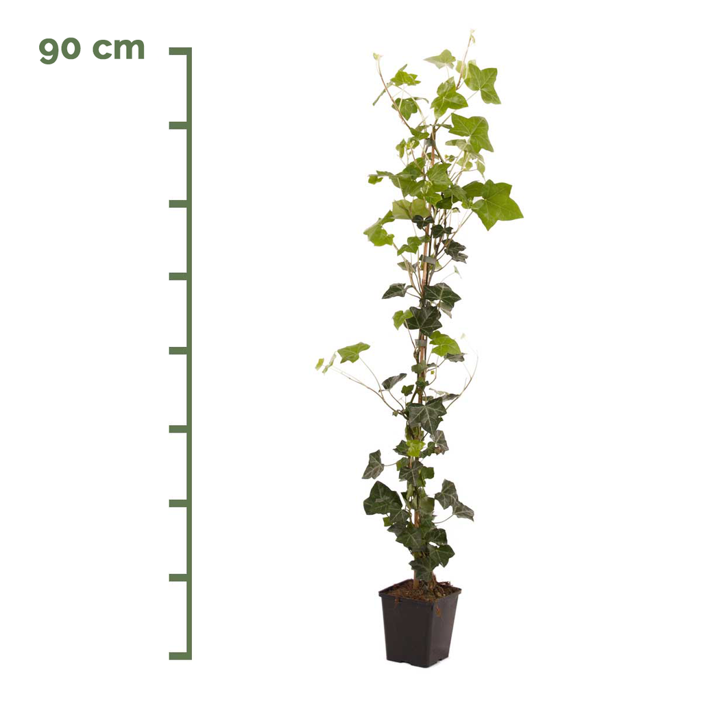 Efeu 90 cm im Topf Hibernica