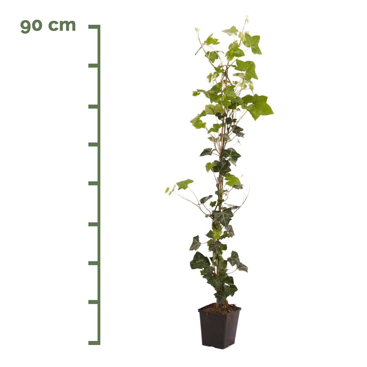 Efeu 90 cm im Topf Hibernica