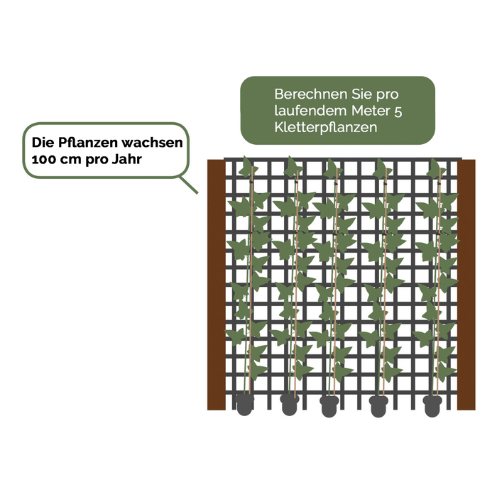 Hedera Helix 120 cm (kleinblättrig)